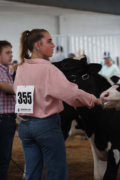 Contestant with number 355 guiding a black-and-white cow at a livestock show, spectators in the background.]','