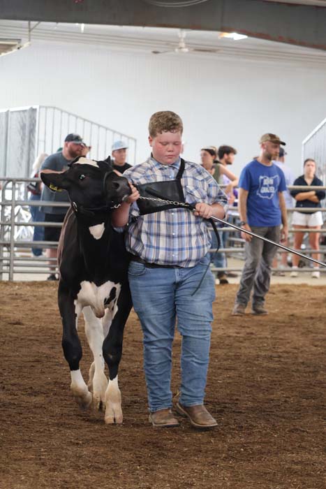 Young boy in a plaid shirt leads a black-and-white calf on a rope in an indoor cattle show.