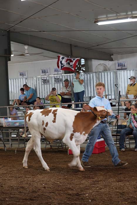 Boy leading a brown-and-white calf in a livestock show ring as spectators watch from bleachers in an indoor arena.