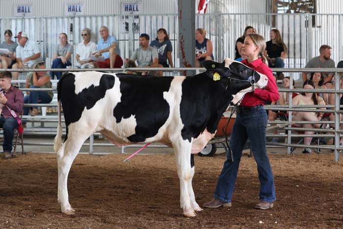 A young handler in a red shirt leads a black‑and‑white dairy cow in a show ring as bleachers filled with spectators overlook the arena.
