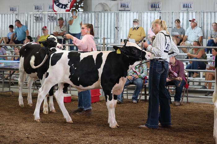 A handler guides a black-and-white dairy cow in a show ring, with spectators seated in bleachers behind.