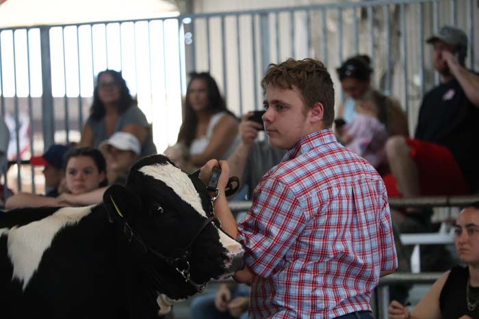 Young man in a red plaid shirt handling a black-and-white calf at a livestock show, with spectators in the background.
