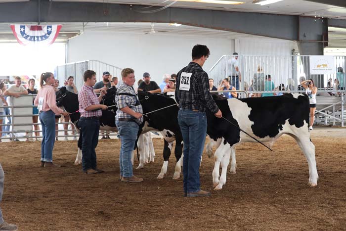 Group of people in a livestock show with black-and-white cows in a ring