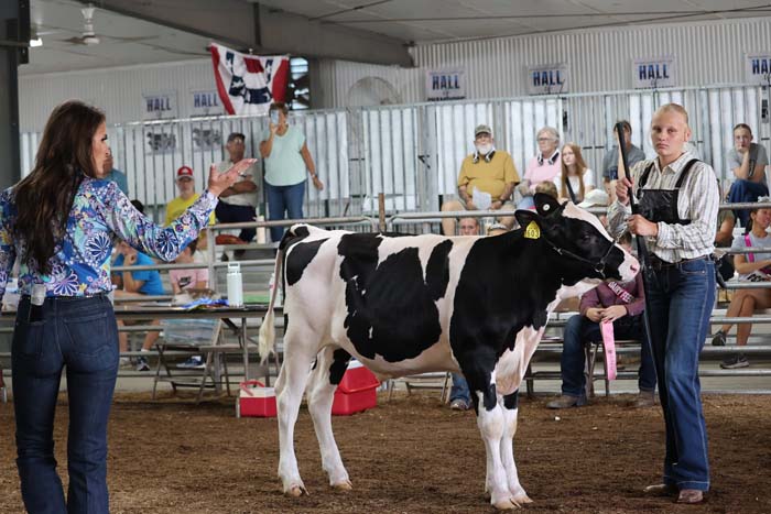 A dairy cow with black and white markings stands in a show ring as handlers train and judge watch from the audience.