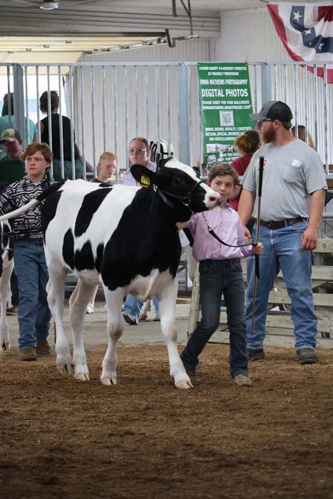 Young girl leading a black-and-white Holstein cow at an indoor livestock show, with handlers and spectators nearby in a barn setting.