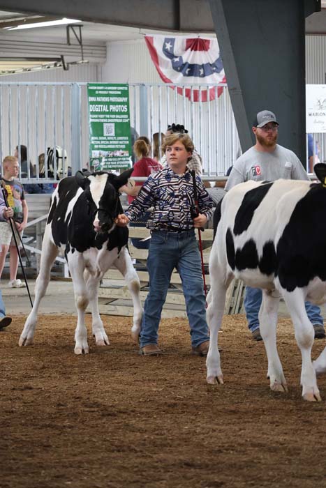Girl leading a black-and-white dairy cow in an indoor cattle show ring, with a man nearby and banners in the background.