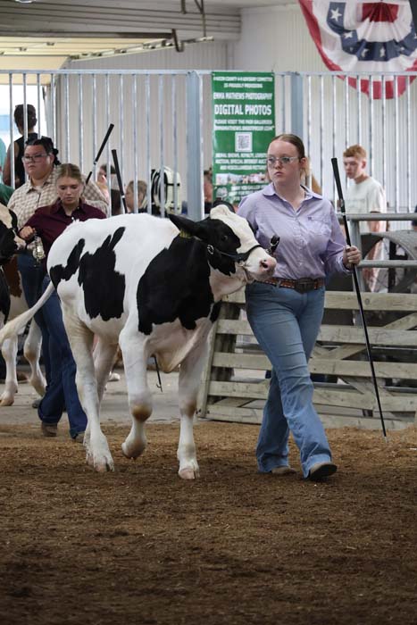 A young woman leads a black-and-white Holstein cow through a livestock show ring, with spectators and banners in the background.