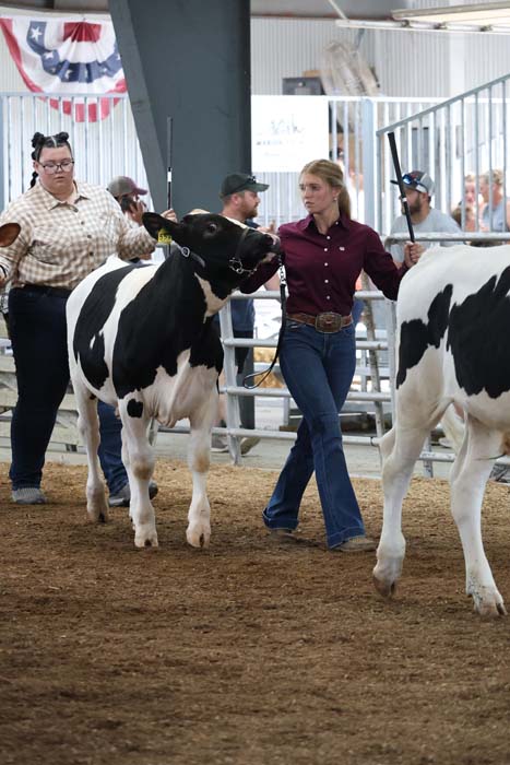 Woman in a burgundy shirt leads a black-and-white dairy cow through a show ring, with another handler and spectators nearby.