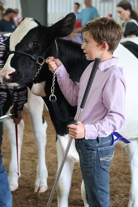 Young boy guides a black-and-white dairy cow by a lead rope at a busy indoor livestock show.