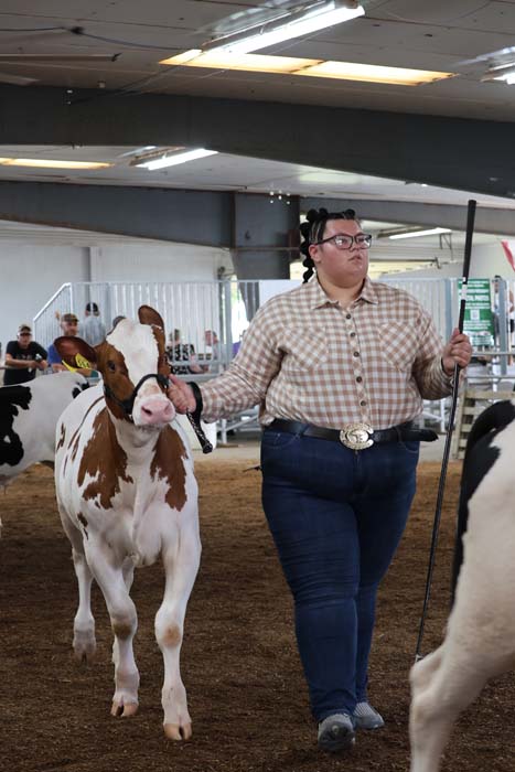 Person in a plaid shirt leads a brown-and-white cow with a halter in an indoor cattle show ring, carrying a long stick for guiding.