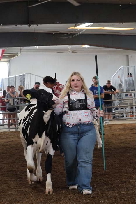 Woman in jeans and a light hoodie guides a black-and-white dairy cow with a show stick in an indoor arena, spectators in the background.