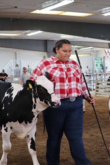 Woman in a red plaid shirt leads a black-and-white calf with a show stick inside a livestock arena.