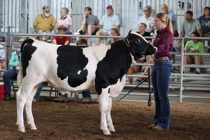 A black-and-white dairy cow stands in a show ring, held on a halter by a young handler as spectators watch from the bleachers behind them.
