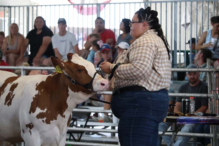 Person in plaid shirt leading a brown-and-white cow in an outdoor show ring, audience watching from bleachers behind a metal railing.