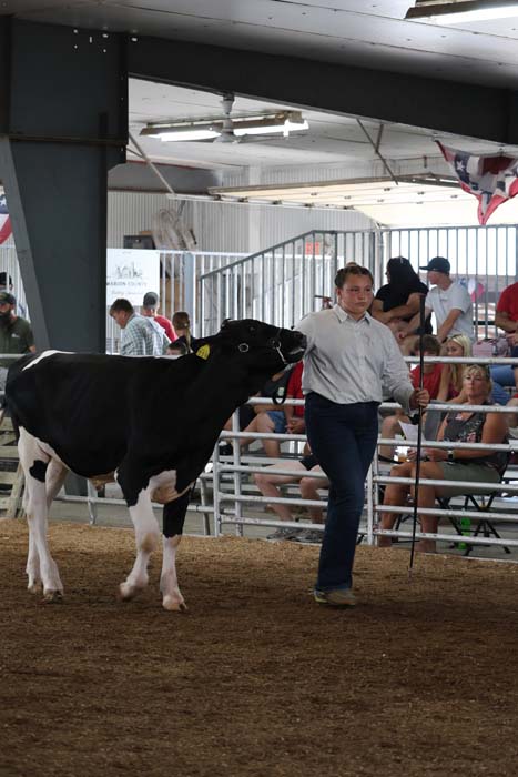 Young girl guiding a black-and-white cow in a cattle show ring, with spectators behind a metal barrier.