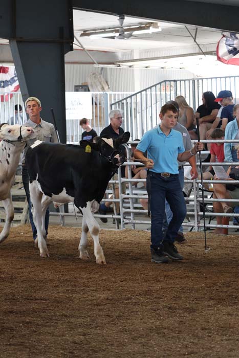Boy in a blue shirt leading a black-and-white dairy cow inside a livestock show ring, with spectators and handlers in the background.