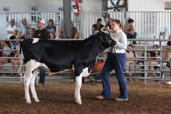 Young woman guiding a black-and-white dairy cow in a show ring as spectators watch from the bleachers inside a livestock arena.