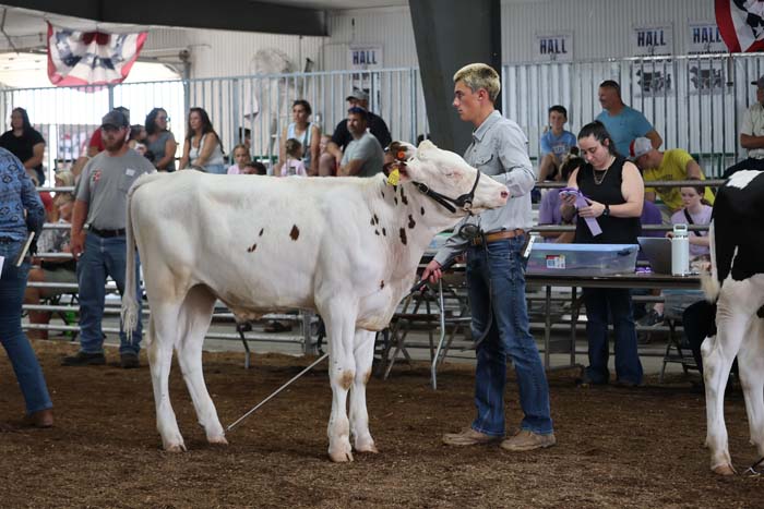 Man leading a white cow with brown spots in a show ring at a cattle exhibition, surrounded by spectators and handlers in a barn.