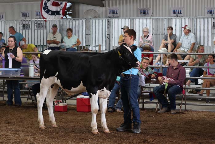 A boy leads a black and white Holstein cow in an indoor livestock show, with spectators watching from bleachers in the background.