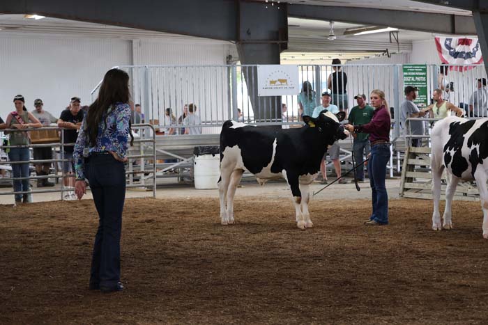 A woman in jeans and a patterned shirt leads a black-and-white Holstein cow inside an indoor cattle show arena; spectators watch from behind the fence.
