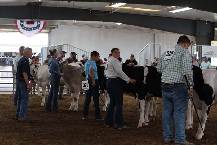 People in a livestock show line up with their cows inside a ring; each exhibitor holds a lead rope attached to a cow, some wearing numbered tags (e.g., 335, 326).