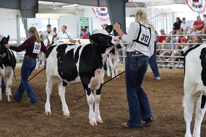 Girl with number 312 guiding a black-and-white cow at a livestock show ring inside a barn.