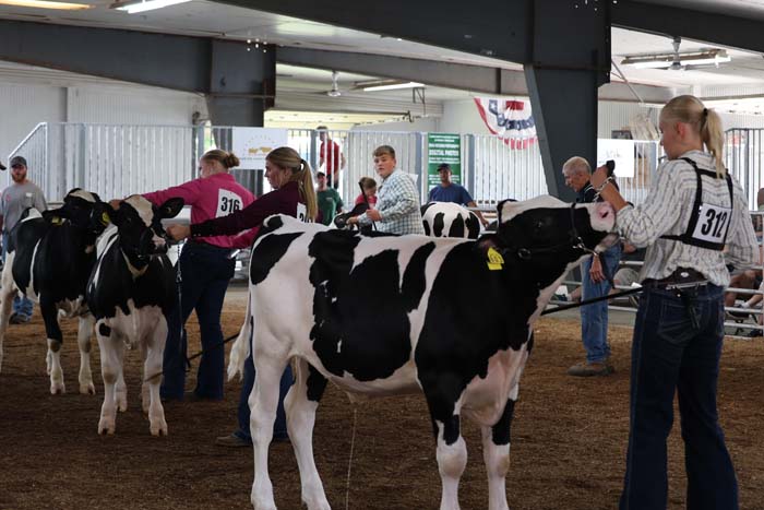 Group of people showing Holstein cows in an indoor arena; handlers guide the cattle with leads as cows stand in line.