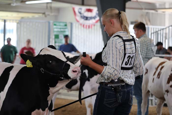 Young woman in a plaid shirt and jeans guides a black-and-white dairy cow at an indoor show, wearing number 31 on her back.
