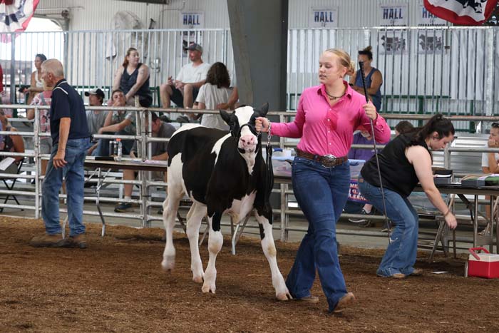 Young woman in a pink shirt leads a black-and-white dairy calf around an indoor livestock show ring, with spectators in the stands behind a metal barrier.