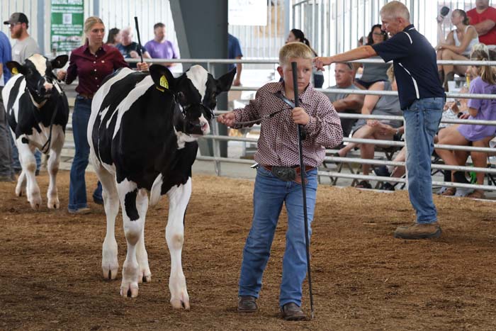 Young boy leads a black-and-white Holstein cow with a staff in a livestock show arena.