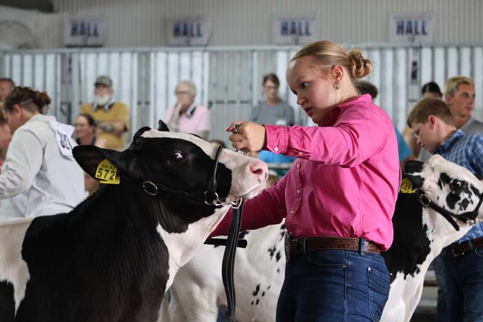 Young woman in a pink shirt guiding a black-and-white dairy cow by its halter at a livestock show, with spectators in the background.