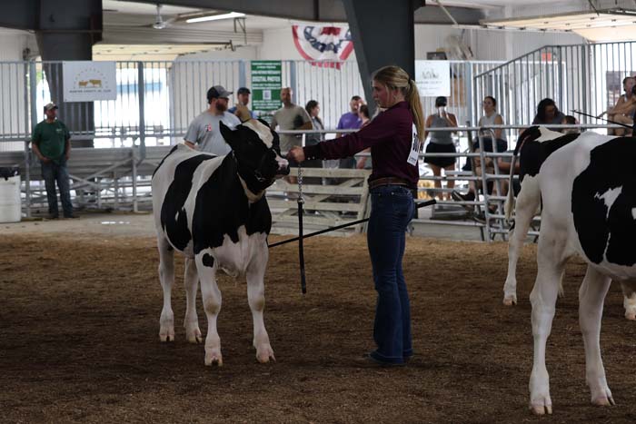Handler leading a black-and-white Holstein cow in an indoor show ring with spectators watching in the background
