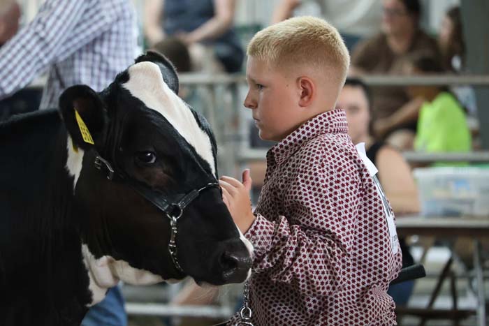 Young boy in a patterned shirt guiding a black-and-white cow at a show ring.