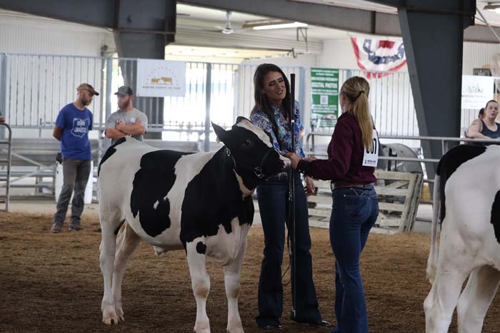 Two women in a cattle show ring with a black-and-white Holstein cow, one presenting the animal to the other for judging or grooming outside a pen.