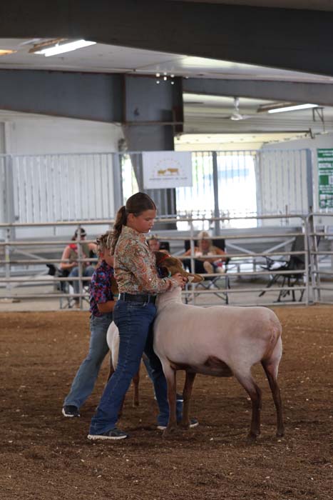 Girl in a patterned shirt stands beside a light-colored sheep in an indoor livestock arena, guiding the animal for a show.