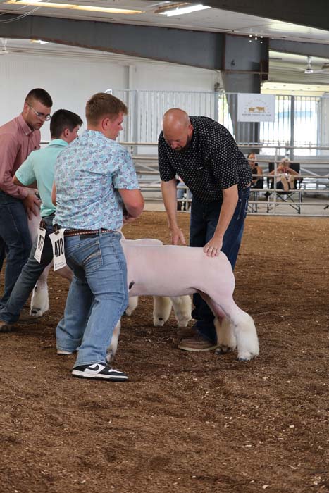 Man guiding a pale pink hairless pig with fluffy white legs at a livestock show ring, with helpers and spectators in the background.