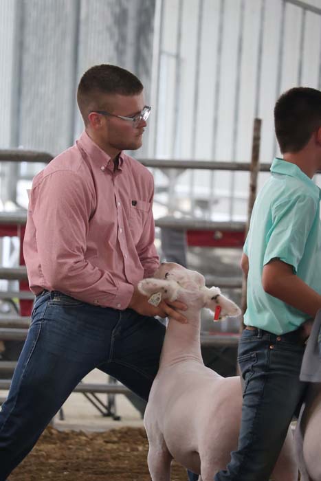 Man in a pink button-down shirt and jeans gently holds a small lamb by the head at a livestock show. Much of the scene shows a gated arena in the background.
