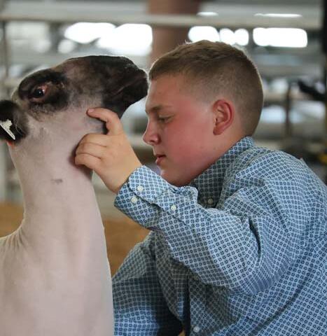 Boy in a blue checkered shirt crouches beside a white lamb, gently holding its head and looking at its face at what appears to be a show ring.