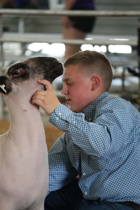 Boy in a blue checkered shirt crouches beside a white lamb, gently holding its head and looking at its face at what appears to be a show ring.