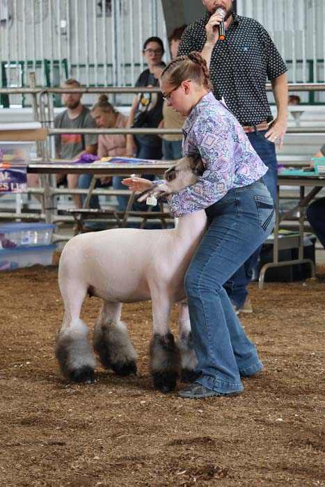 Handler guiding a well-groomed sheep in a show ring, with a man holding a microphone in the background.