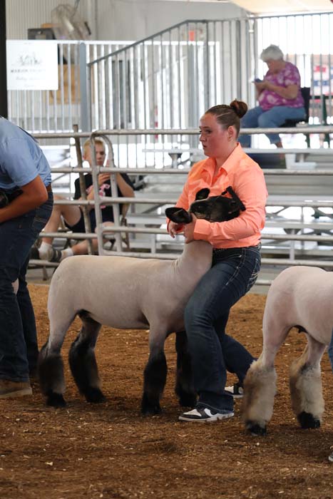 Woman in orange shirt guiding a white and black sheep in a livestock show pen; dirt floor and bleachers in background.