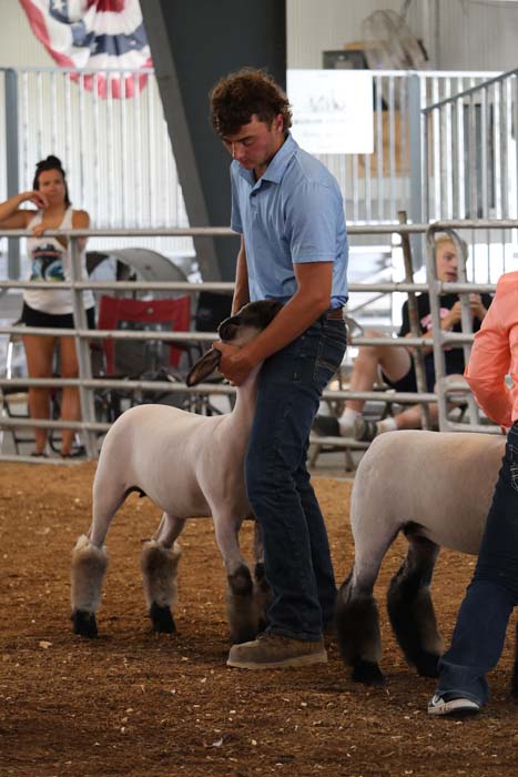 Man in a light blue shirt guides a white lamb inside a livestock show ring, with spectators in the background.