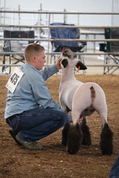 Boy with a numbered bib crouches in a dirt dog show ring, stroking a poodle with a shaved body and fluffy, pomped legs.