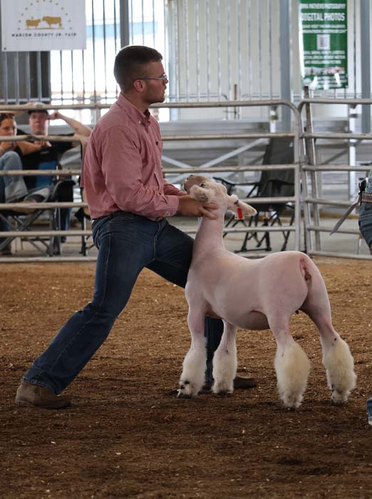 Man in a pink shirt guiding a white lamb in a show ring with metal fencing in the background.