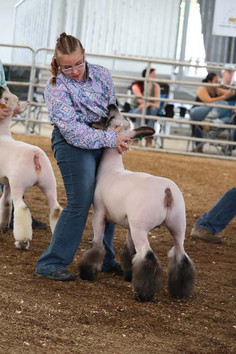Girl with braided hair in a patterned shirt gently holds a light-colored show lamb by the head in a ring with spectators in the background.