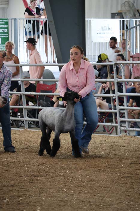Woman in a pink shirt leads a gray sheep through a show ring as spectators watch from behind the railing.