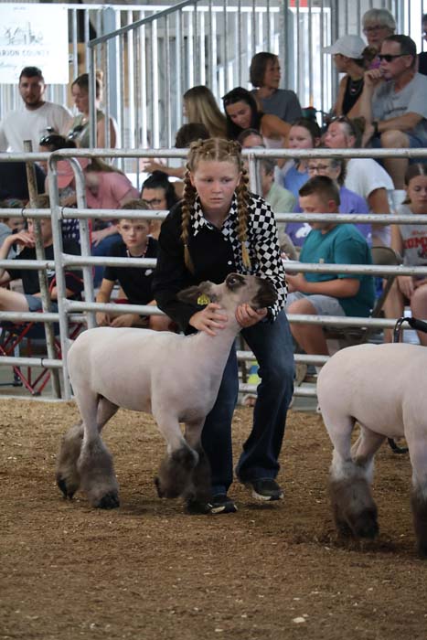 Young girl with braided hair guides a white show sheep in a ring, with a crowd watching behind metal rails.