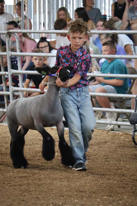 Young boy leading a gray sheep in a show ring, with spectators watching from the stands.