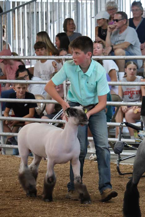 Boy in a turquoise shirt guides a white sheep in a livestock show ring, with spectators watching from the stands behind metal rails.”, “Young participant leads a sheep during a show while the audience looks on.”, “A boy handles a sheep in a ring at a fair, crowds seated behind the railing.”