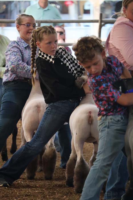 Children ride sheep in a busy arena, guiding the fluffy animals as spectators watch nearby.